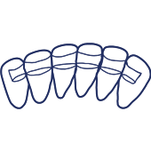 Five teeth illustrated in a row showing dental structure and alignment for dental care education.